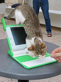 olpc cats